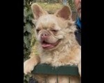 Francuski buldog, zenka u teranju 